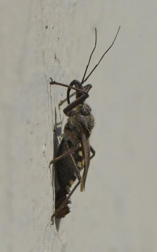 Réf. 227 768 : Rhynocoris erythropus
